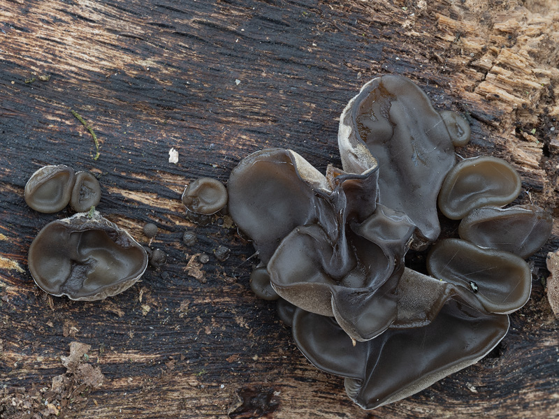 Auricularia cerrina